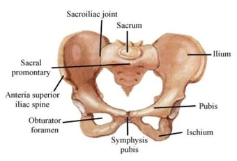 Pelvis Bmet Wiki Fandom