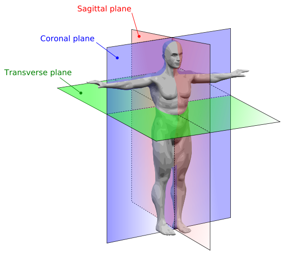 Anatomical terminology | BMET Wiki | FANDOM powered by Wikia