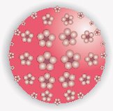 Hpv