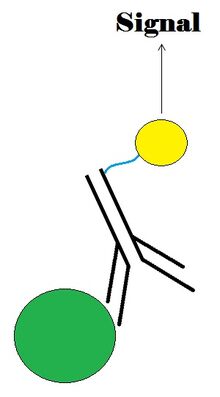 Immunoassay