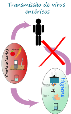 Ciclo enterofinal