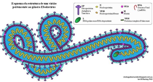 A epidemia recente de Ebola | Wiki Virologia Básica - BMM ...