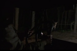 Deer1-Pilot