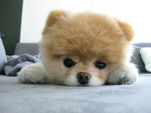 Mascotita