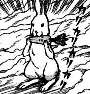 Rabbit