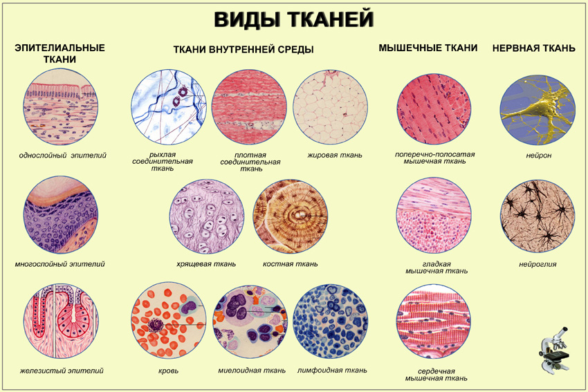 человека ткани картинки онлайн человека ткани картинки