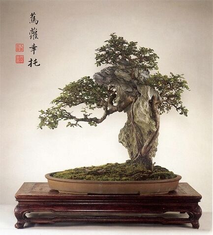 File:Chinese Elm.jpeg