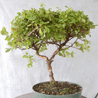 Singapore Holly Malpighia Coccigera Bonsai Wiki Fandom