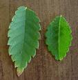 Chinese Elm Leaves