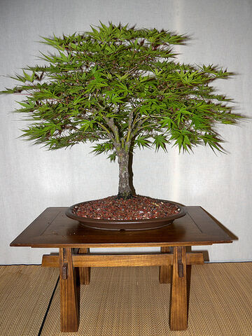 File:Japanese Maple (Acer palmatum) 'Arakawa'.jpg