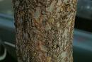 Chine Elm Bark