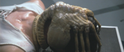 Alien-The Facehugger