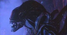 Alien24