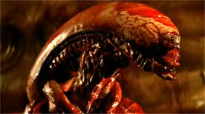 Alien26