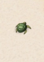 Ice Turtle 030116