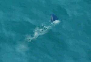 Shark