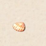 Ice Clam 070116