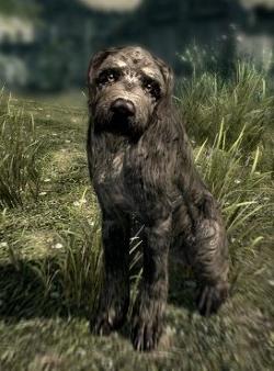 Chien