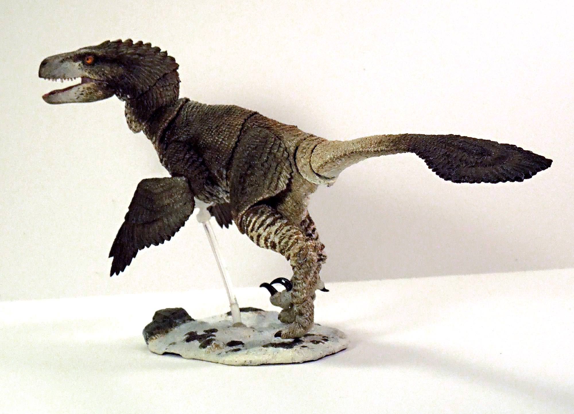 Dromaeosaurus albertensis Raptors Beasts of the Mesozoic