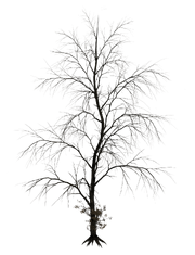 Haunted Tree