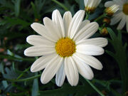 Daisy