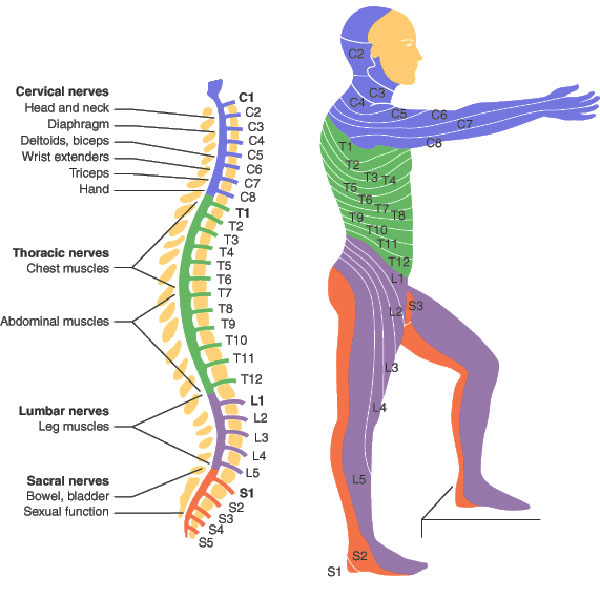 the somatic nervous system primarily innervates the