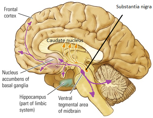 Dopaminergic system Biology Diagrams