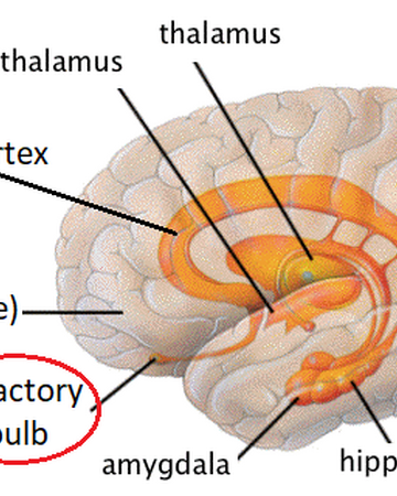 Olfactory Bulb Brain For Ai Wiki Fandom
