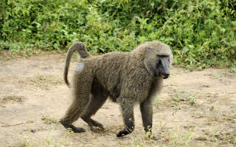 image baboon jpg bravelands wiki fandom powered by wikia
