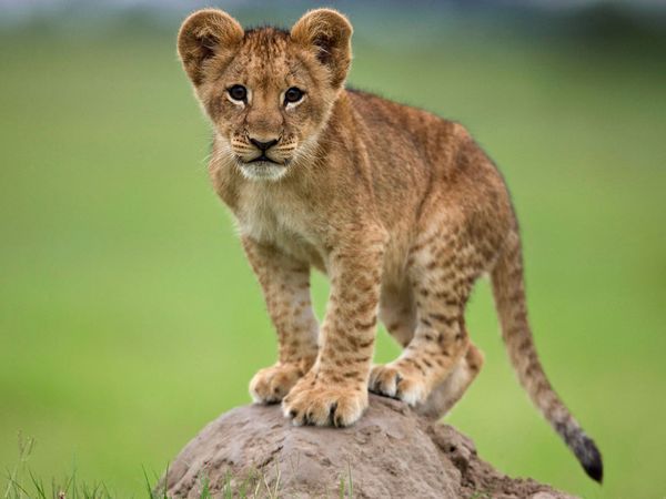 Image Ruthless Titanpride jpg Bravelands Wiki FANDOM Powered By Wikia lioness-and-cub-tattoo-lion-cub-tattoo-leo-lion-tattoos-female-lion