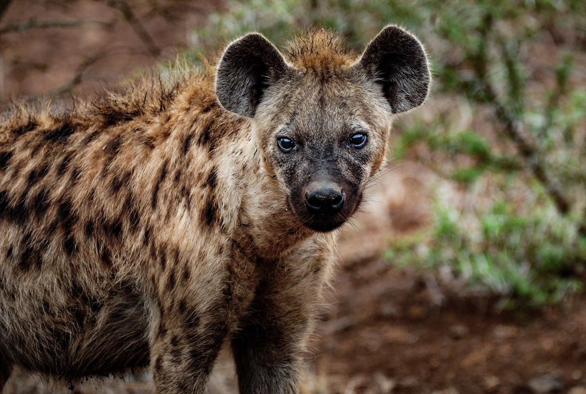 Hyenas | Bravelands Wiki | Fandom