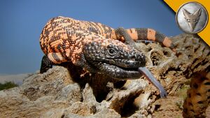 Gilamonster