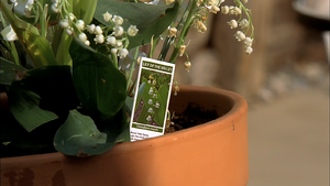 Lily Of The Valley Breaking Bad Wiki Fandom Powered By