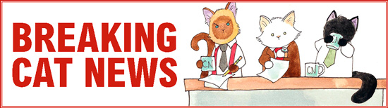 CatNewsHd