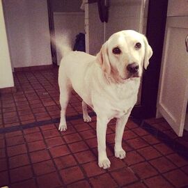 Nala bridgits dog