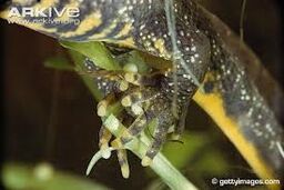 Gcn egg laying