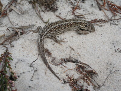 Sand lizard