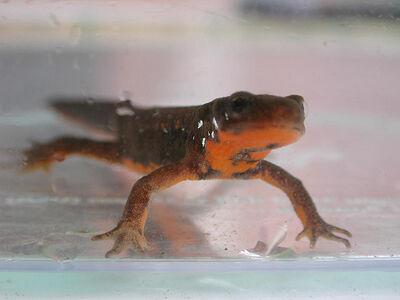 Cynops pyrrhogaster