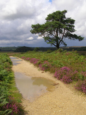 Puddly heathland path