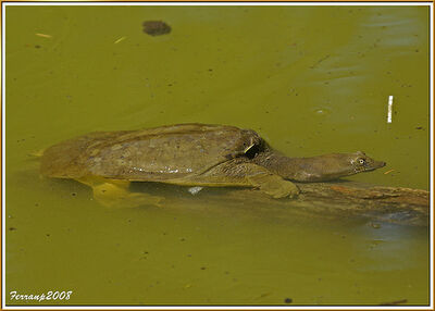 PN Garraf 148 - Palau Novella - tortuga - turtle - Pelodiscus sinensis