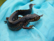 Alpine newt canterbury