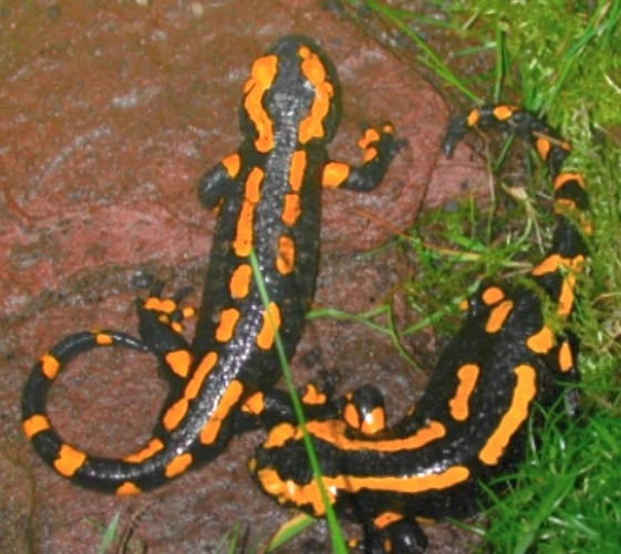 Fire Salamander British Herping Wiki FANDOM powered by Wikia
