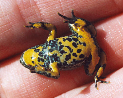 Yellow bellied toad
