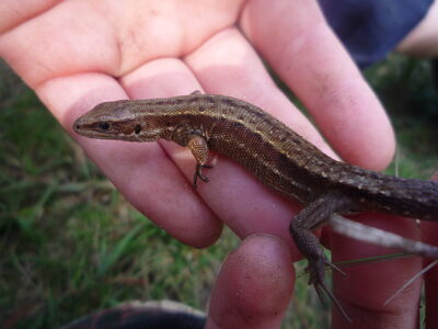 Common Lizard