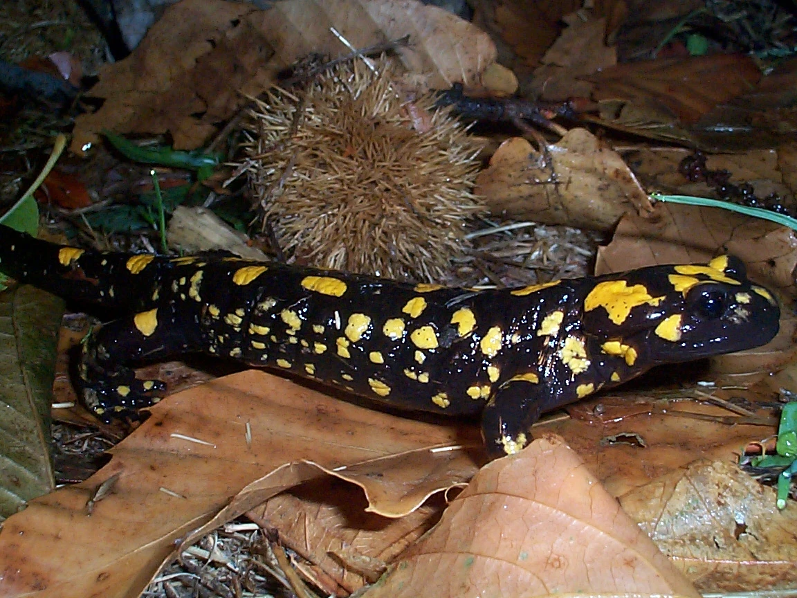 Corsican Fire Salamander British Herping Wiki FANDOM powered by Wikia