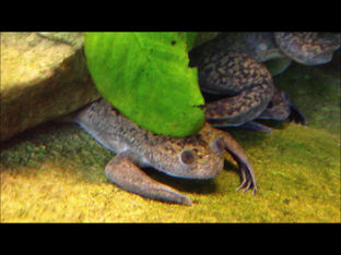African clawed frog