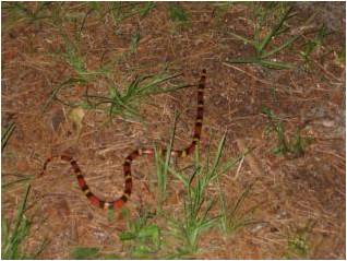 Scarlet King Snake