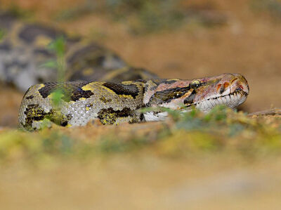 2008-Indian-Rock-Python