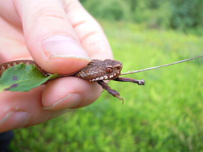 Adder catch