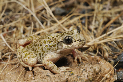 Betic midwife toad